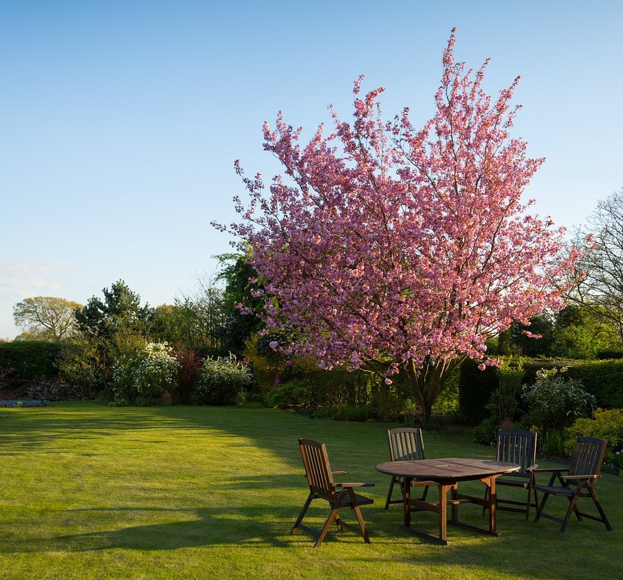 A pink tree that was recently planted in a customer's backyard