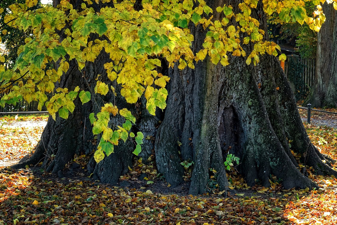 The large base of a tree with bright yellow leaves falling in autumn