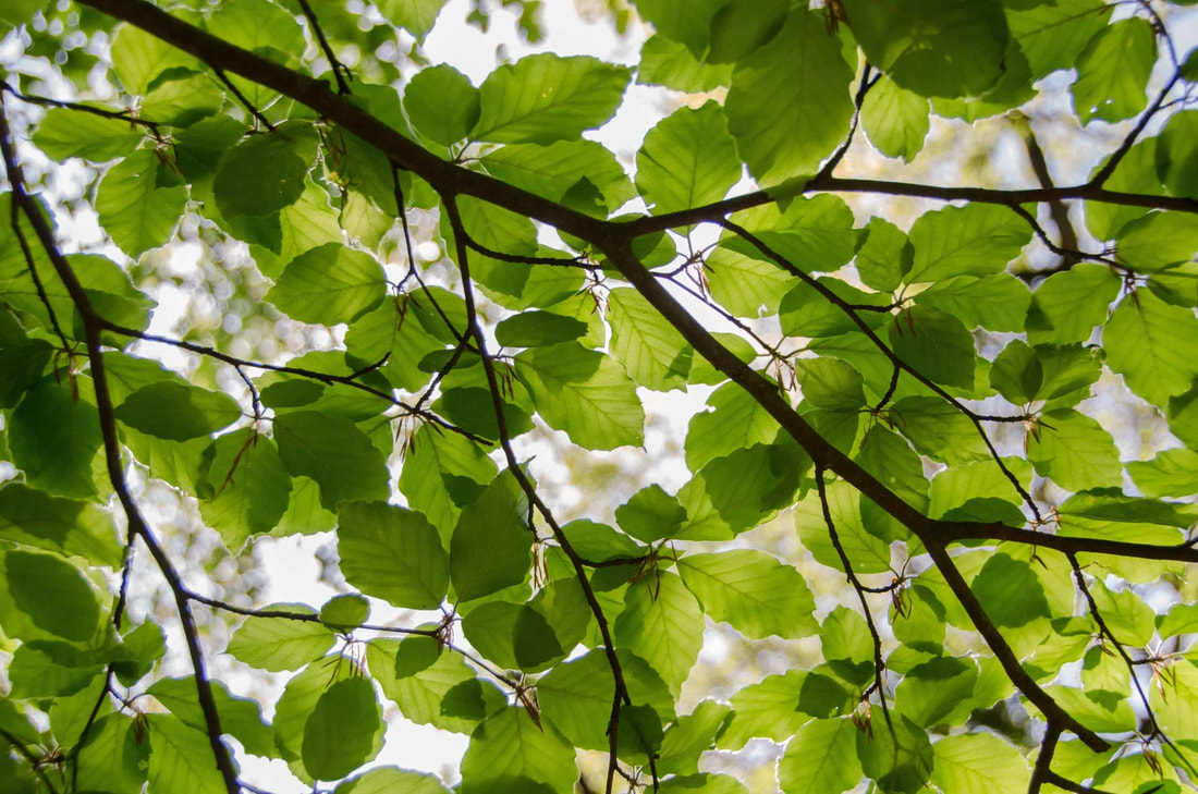 Healthy green leaves in the canopy of a tree