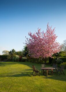 A recently planted pink flowering tree in a back yard in Chesterfield