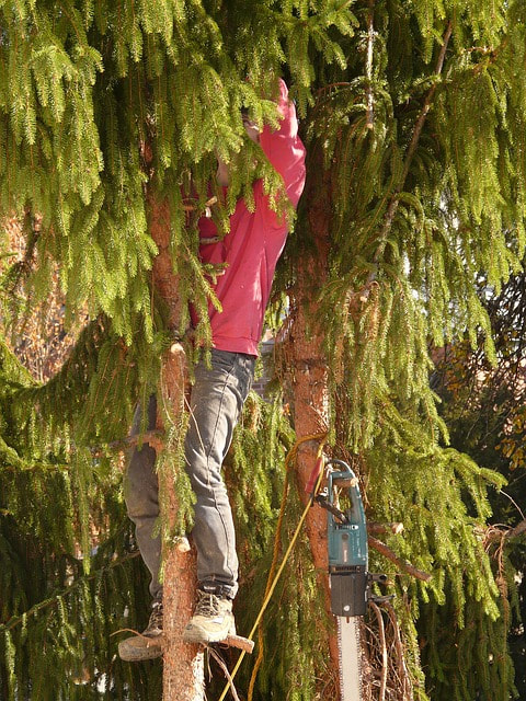 A tree expert trimming a fir tree in Chesterfield, MO