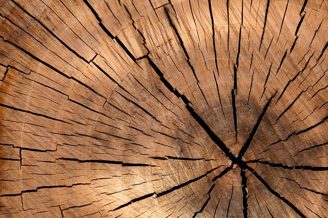 A freshly cut brown tree stump with cracks in it