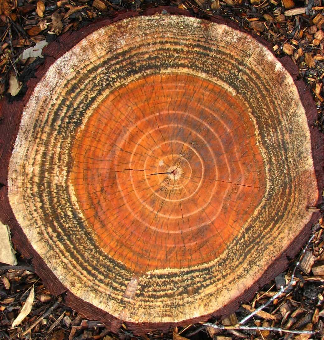 A cross section of a orange and yellow tree stump that has been recently cut